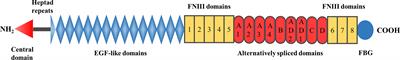 Matricellular protein tenascin C: Implications in glioma progression, gliomagenesis, and treatment